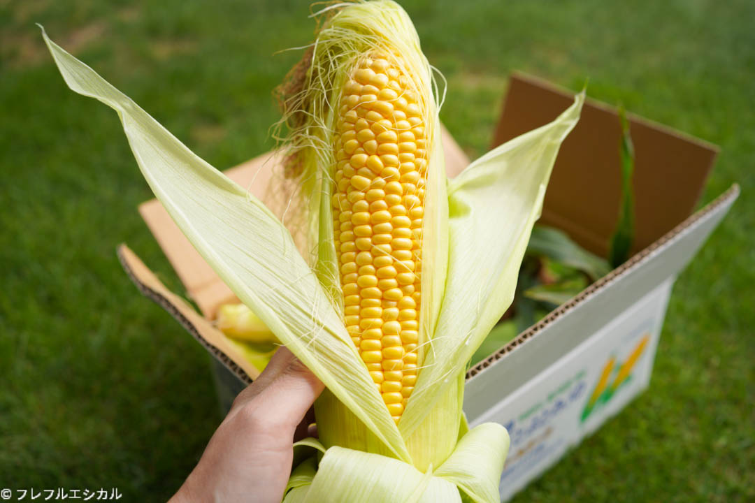 Corn Yamanashi