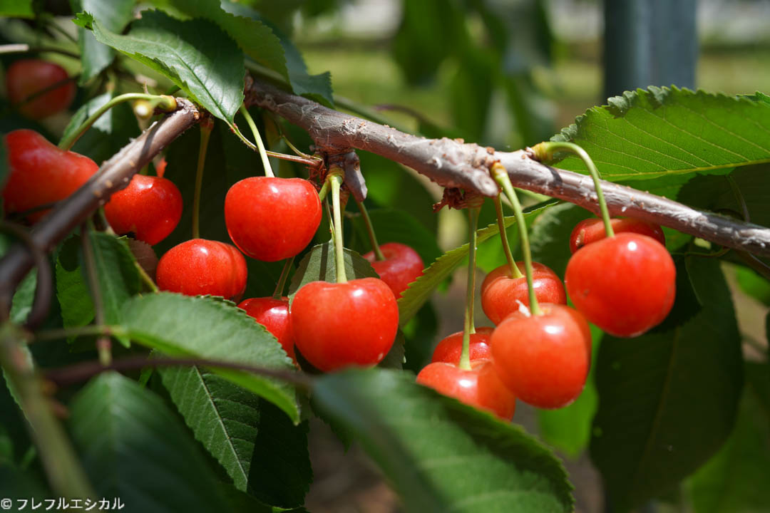 Recommended farm for hunting cherries in Yamanashi