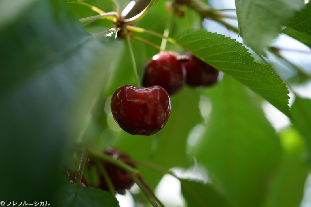 Recommended farm for hunting cherries in Yamanashi